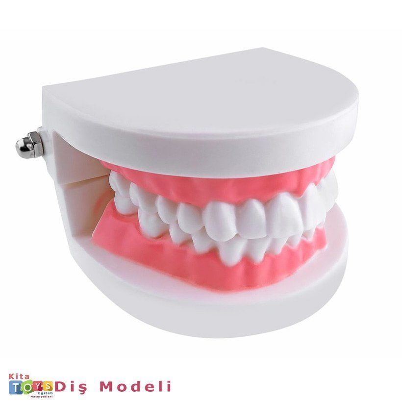 DİŞ MODELİ (1 ADET)