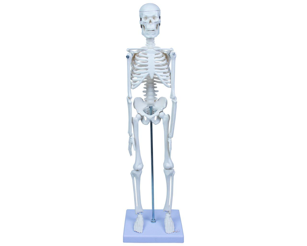 İSKELET SİSTEMİ 45 CM (1 ADET)