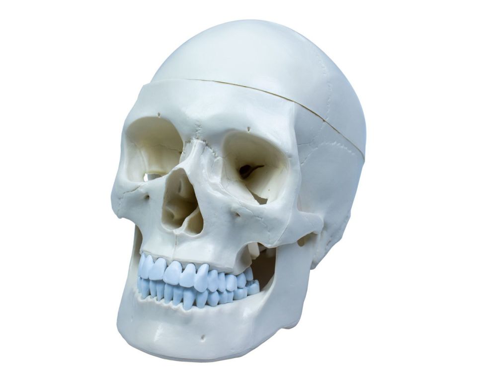 Kafatası Anatomisi Modeli