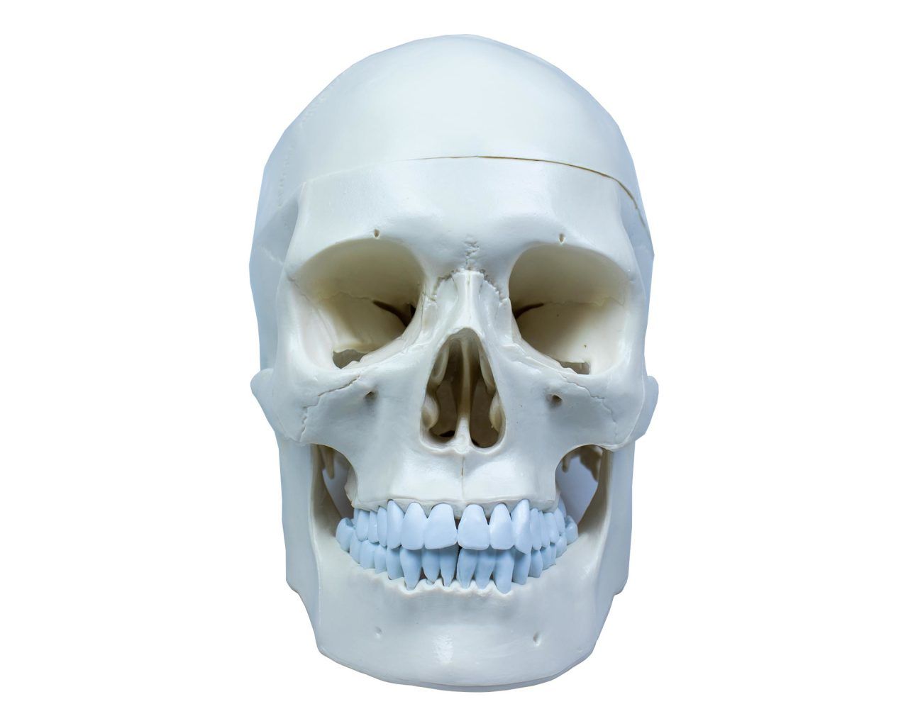 Kafatası Anatomisi Modeli
