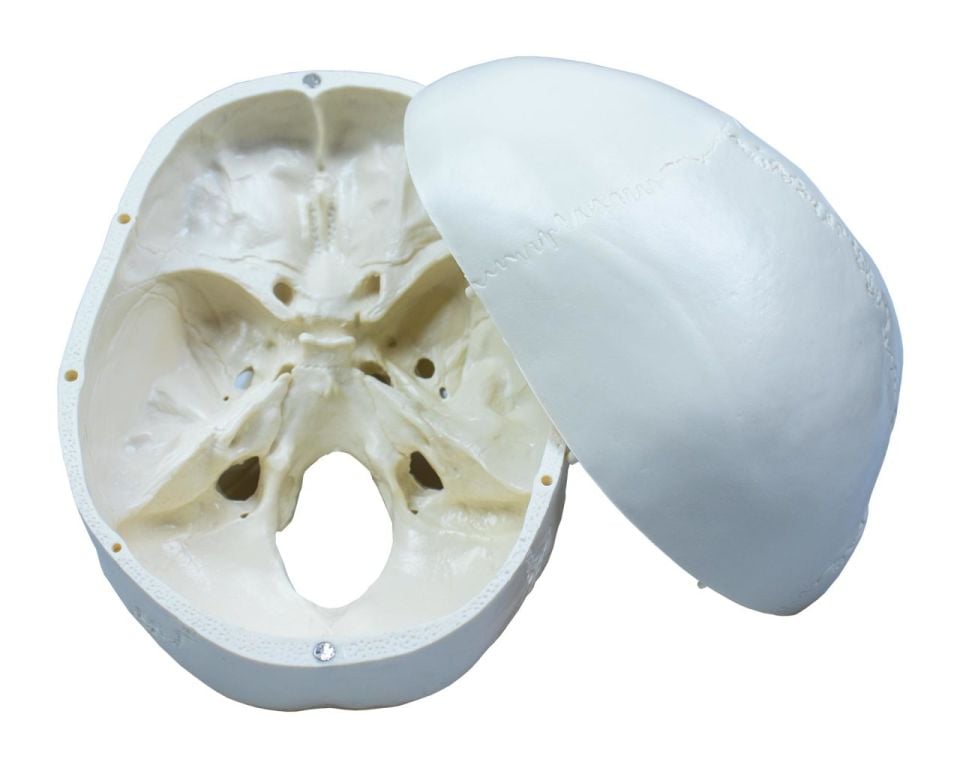 Kafatası Anatomisi Modeli