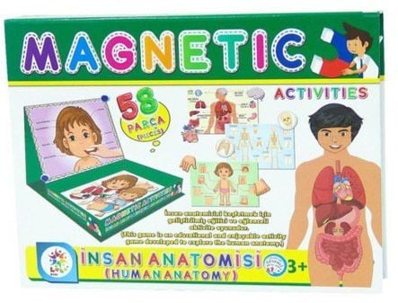 OYUNCAK MAGNETİC İNSAN ANATOMİSİ