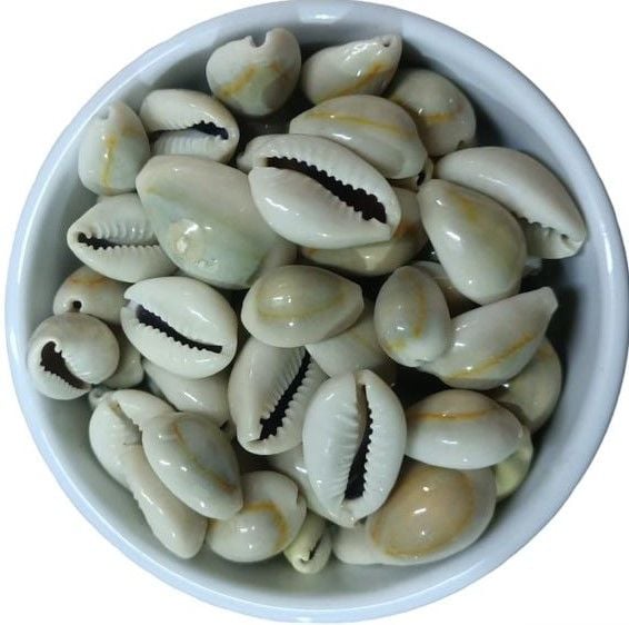 DENİZ KABUĞU MODEL NO:1 (100 GRAM)