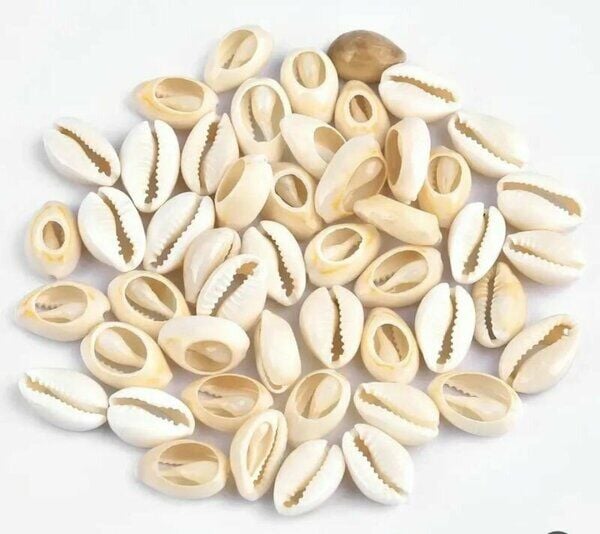 DENİZ KABUĞU KÜÇÜK BOY NO:14X16MM (1 KĞ)